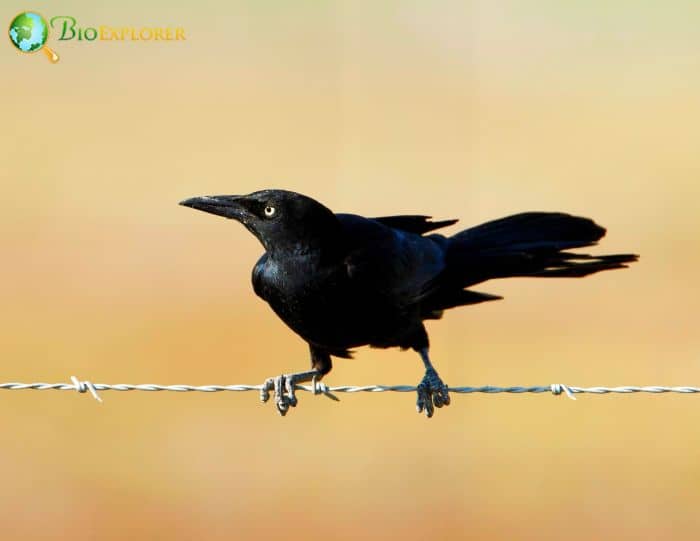 Great Tailed Grackles Are Highly Intelligent Great Tailed Grackles Are Highly Intelligent
