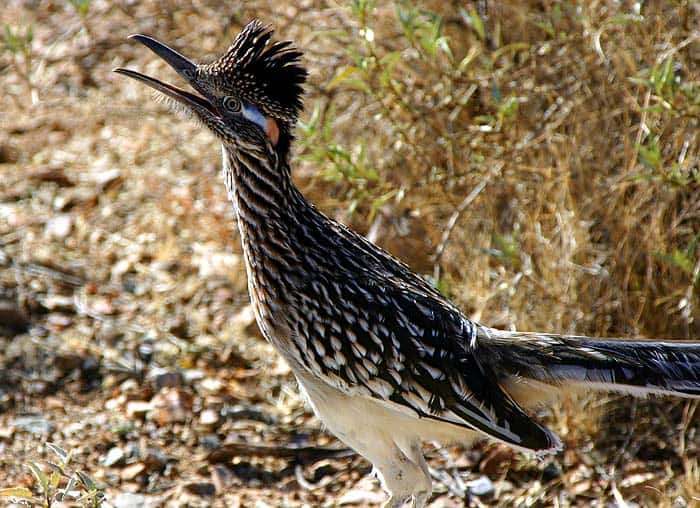 Greater Roadrunner