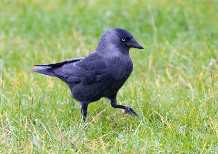 Jackdaws possess a gregarious instinct