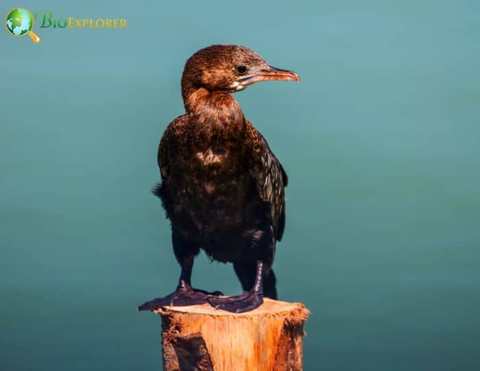 Little Cormorants Have Identical Males and Females Little Cormorants Have Identical Males and Females