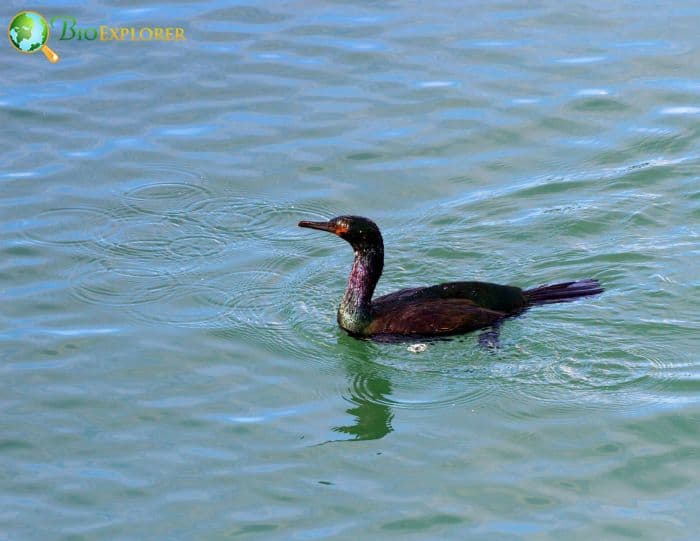 Pelagic Cormorants Deep Divers Pelagic Cormorants Deep Divers