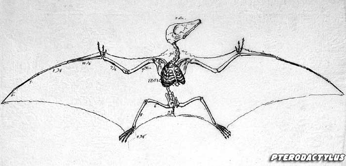 Pterodactylus