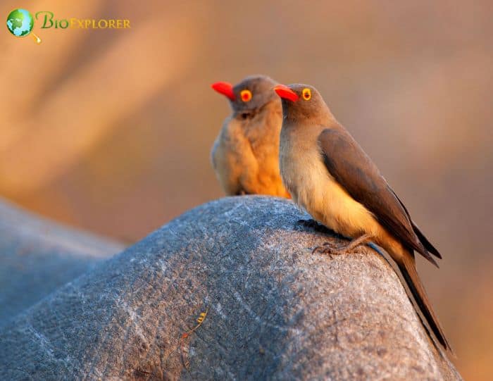Red Billed Oxpecker Alarm Call Red Billed Oxpecker Alarm Call