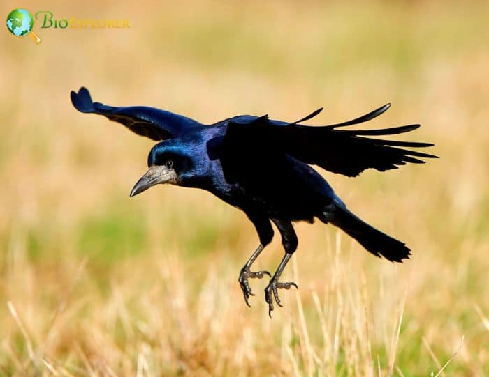 Rooks engage in the practice of anting