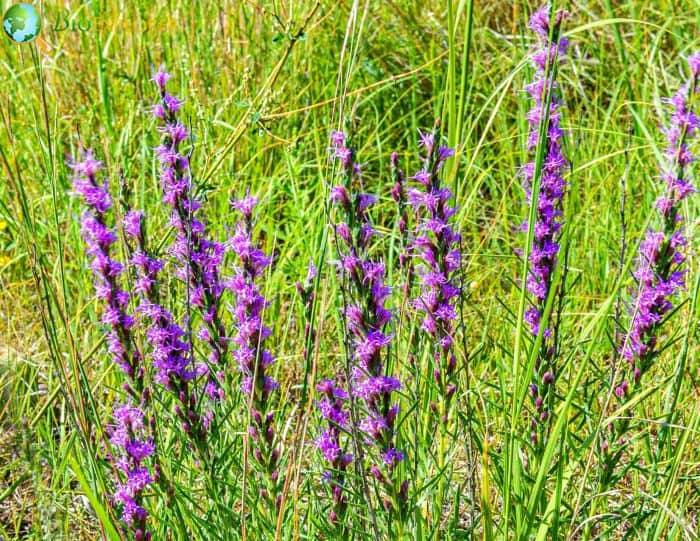 Texas Blazing Star