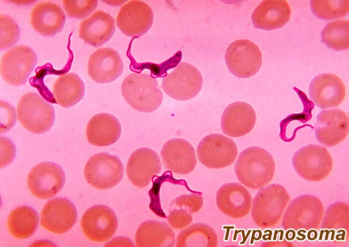 Trypanosoma Trypanosoma