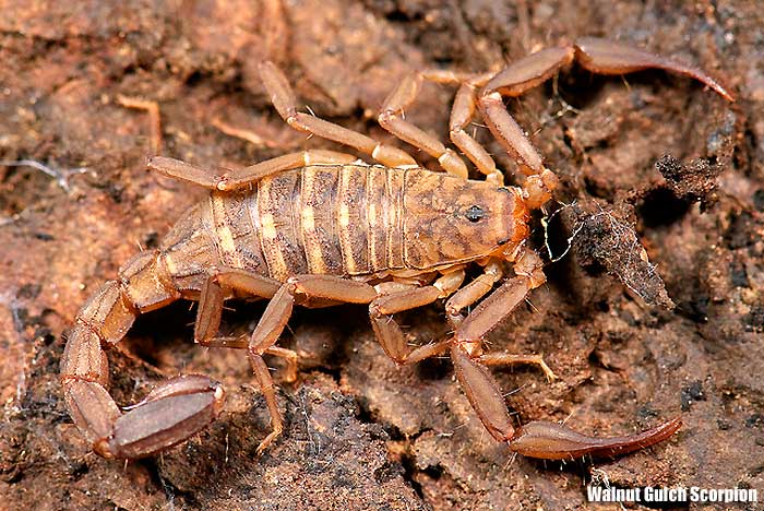 Walnut Gulch Scorpion Walnut Gulch Scorpion