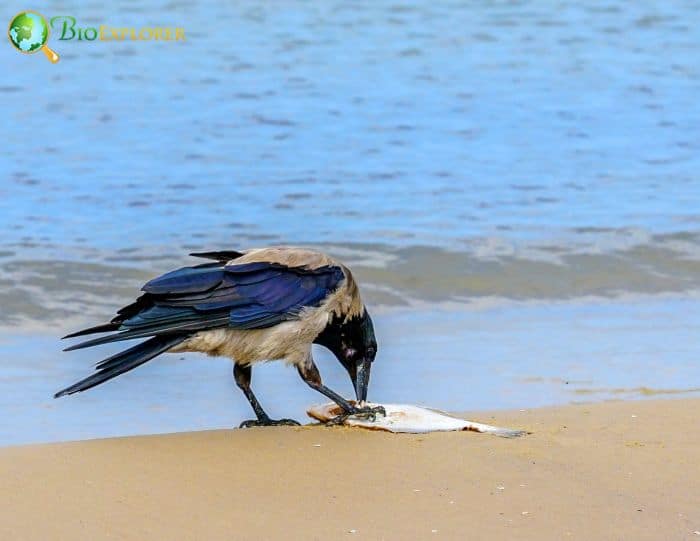 What Do Pied Crows Eat What Do Pied Crows Eat