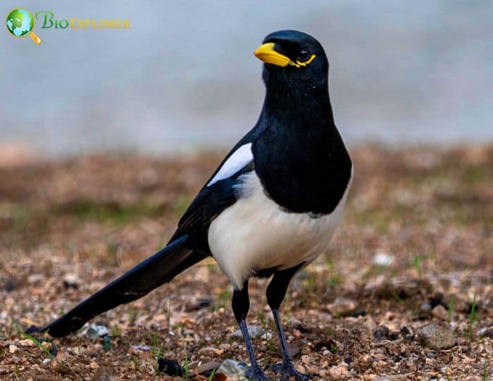 Yellow Billed Magpie Possesses A Gregarious Instinct Yellow Billed Magpie Possesses A Gregarious Instinct