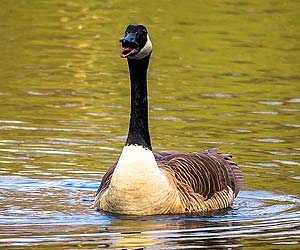 Canada Goose (Branta canadensis) Canada Goose (Branta canadensis)