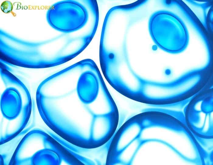 Cell Mimics Cell Mimics