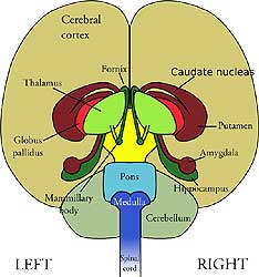 Cerebrum Cerebrum