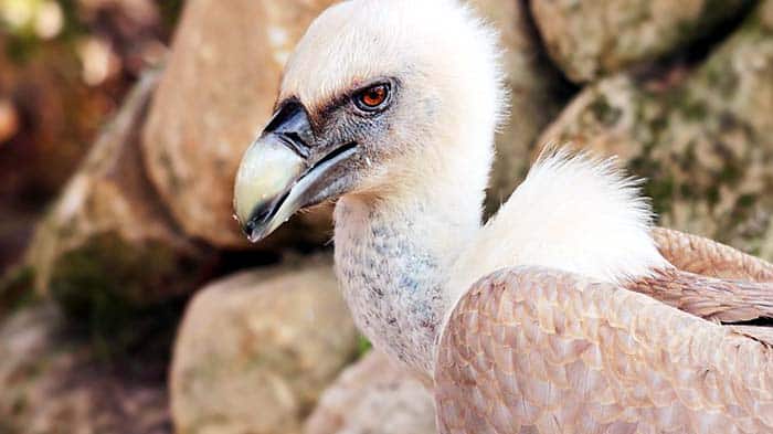 Decline in species due to political situations Decline in species due to political situations