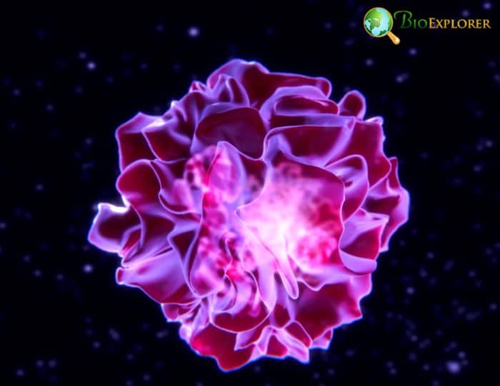 Dendritic Cells Dendritic Cells