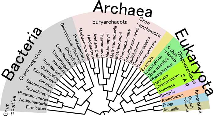 4 Eukaryotic Kingdoms Chart