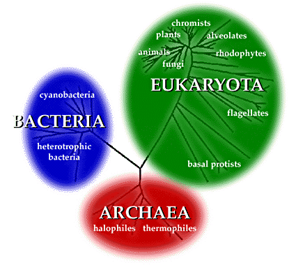 3 Domains