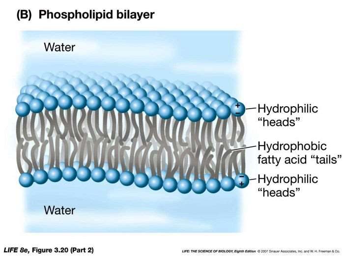 Fluid Mosaic Model