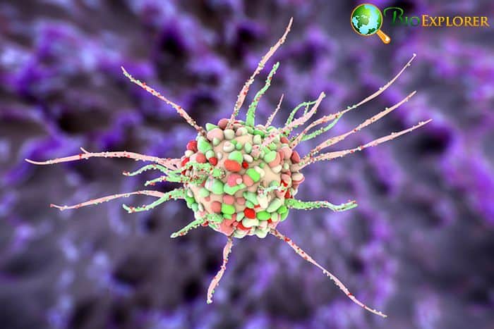 Immune Cells Immune Cells