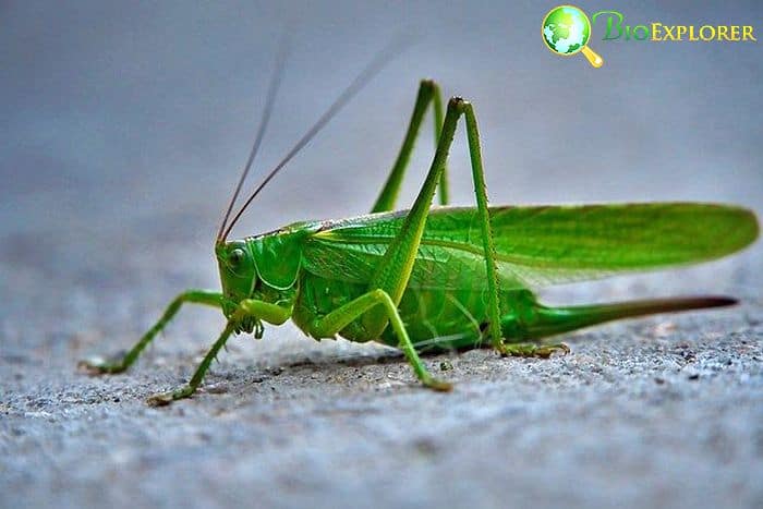 Katydid Katydid