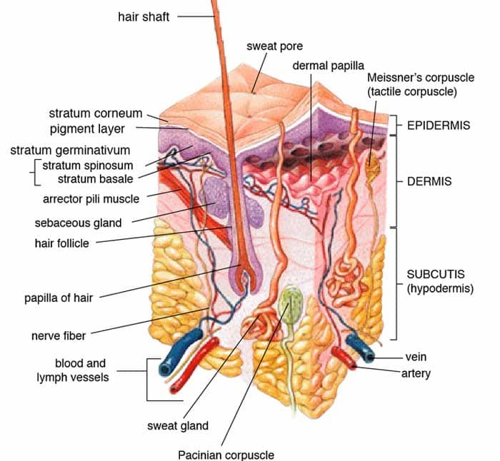 3 Layers of the Skin 3 Layers of the Skin