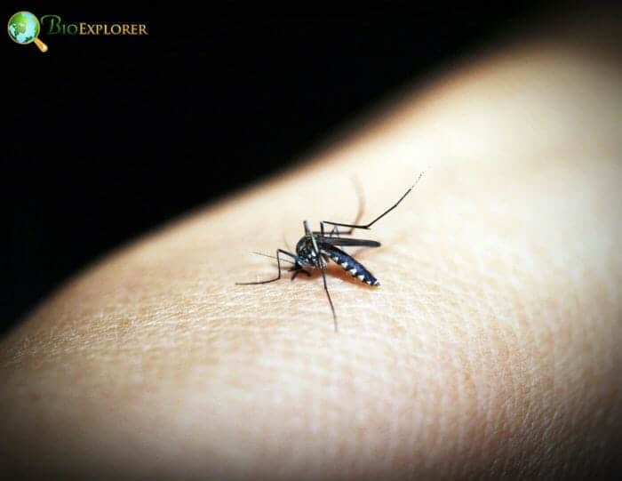 3 Malaria In Mosquitoes 3 Malaria In Mosquitoes