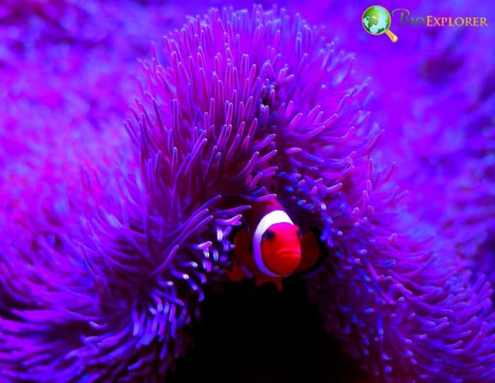 Marine Species Marine Species