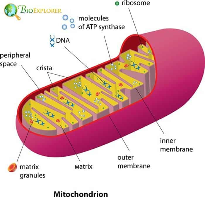 Mild Depolarization Mitochondria Mild Depolarization Mitochondria