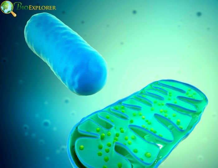 Mitochondria Mitochondria