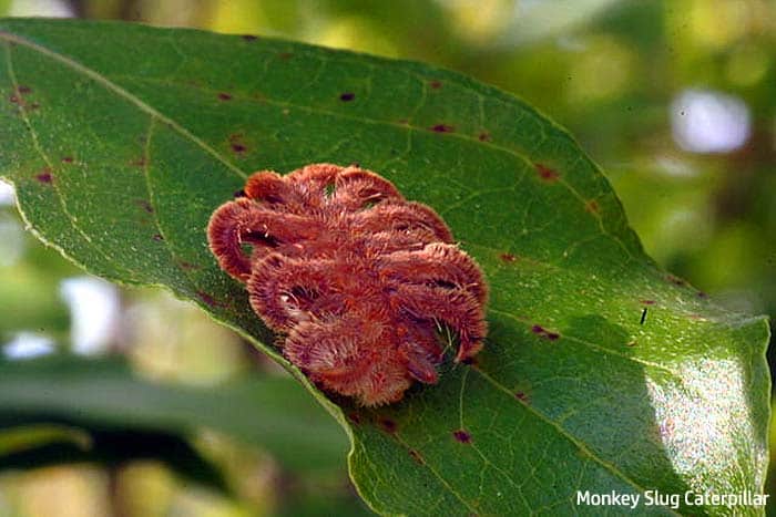 monkey slug caterpillar wiki monkey slug caterpillar wiki