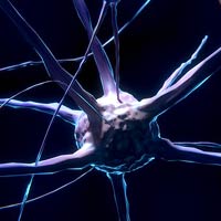 neuron cell neuron cell