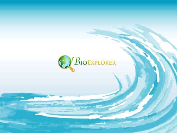 Ocean Wave Ocean Wave