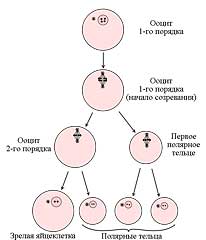 Oogenesis Oogenesis