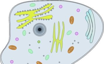 3 parts of cell theory