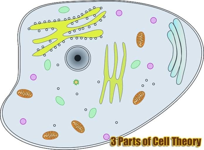 3 parts of cell theory 3 parts of cell theory