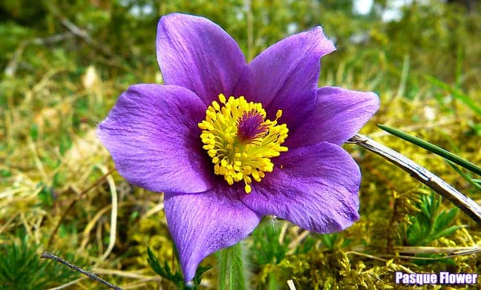 Pasque flower Pasque flower