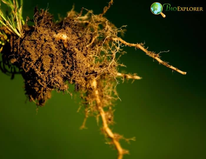 Plant Roots Plant Roots