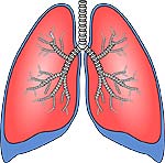 respiratory system fun fact lungs blood vessels connections