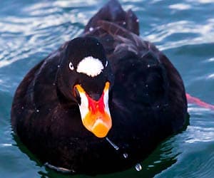 Surf Scoter Surf Scoter