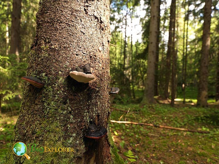 Tree with fungi Tree with fungi