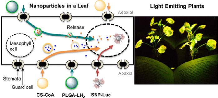 Watercress Light Emitting Discovery Watercress Light Emitting Discovery