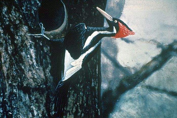 What Do Ivory Billed Woodpeckers Eat What Do Ivory Billed Woodpeckers Eat
