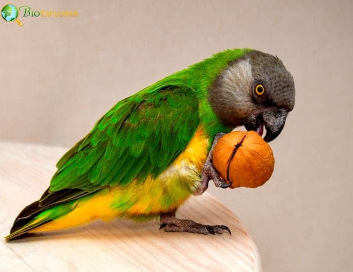 Senegal Parrot Poicephalus Senegalus African Bird Facts