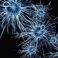 Neuron Count Neuron Count