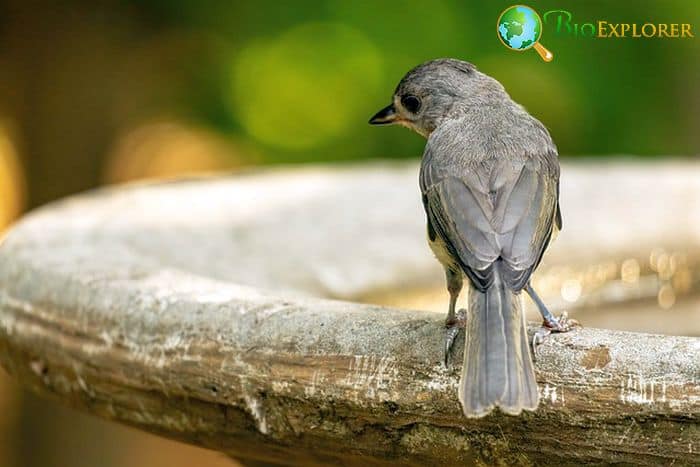 Eastern Phoebe (MA Bird) Eastern Phoebe (MA Bird)