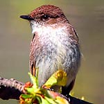 Eastern Phoebe In Massachusetts Eastern Phoebe In Massachusetts