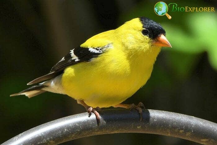 American Goldfinch In Oregon American Goldfinch In Oregon