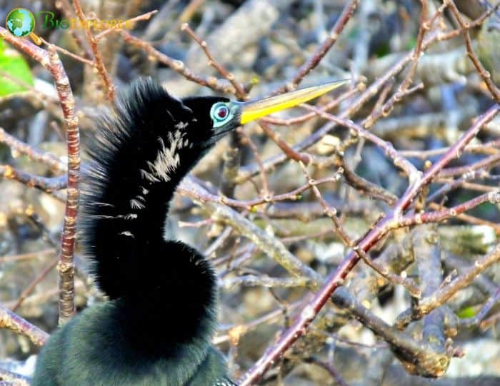 Anhinga The Tupi Indians Named It Anhinga The Tupi Indians Named It