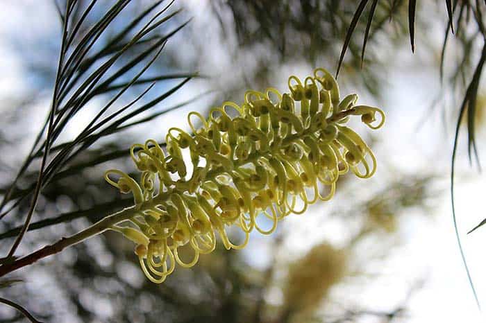 Australian Pine Flower