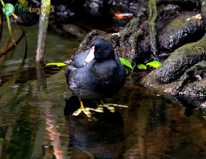 Black Scoter Diet Black Scoter Diet