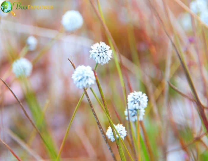 Blackfoot Daisy